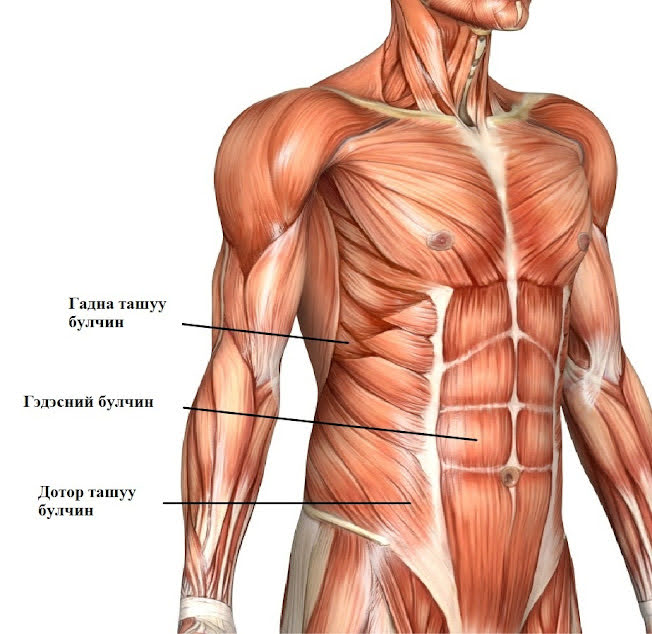 Гэдэсний булчин чангаруулах шилдэг дасгал Гэдэсний булчин чангаруулах шилдэг дасгал