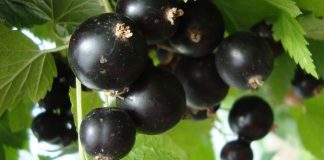 Ямар жимс хамгийн амин дэмтэй вэ? Ямар жимс хамгийн амин дэмтэй вэ?