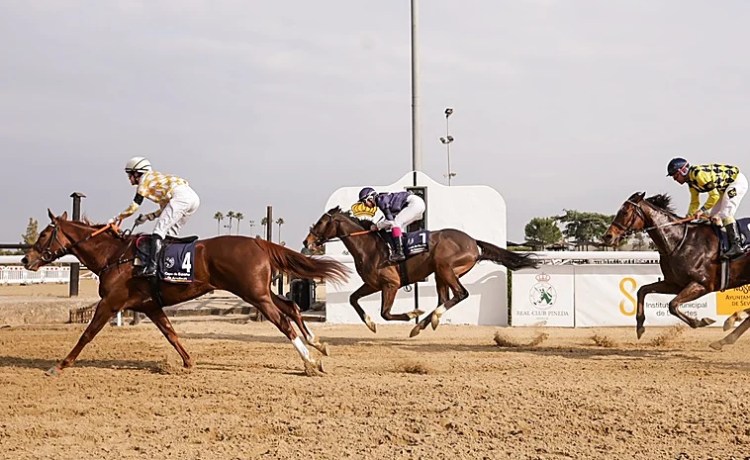 Dominio de Stellaris en el Premio Maestranza de Sevilla de las carreras del Real Club Pineda Dominio de Stellaris en el Premio Maestranza de Sevilla de las carreras del Real Club Pineda