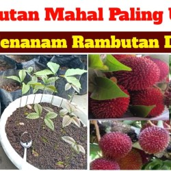 Cara Memasak Biji Rambutan Dari Limbah Menjadi Lezat dan Bergizi Cara Memasak Biji Rambutan Dari Limbah Menjadi Lezat dan Bergizi