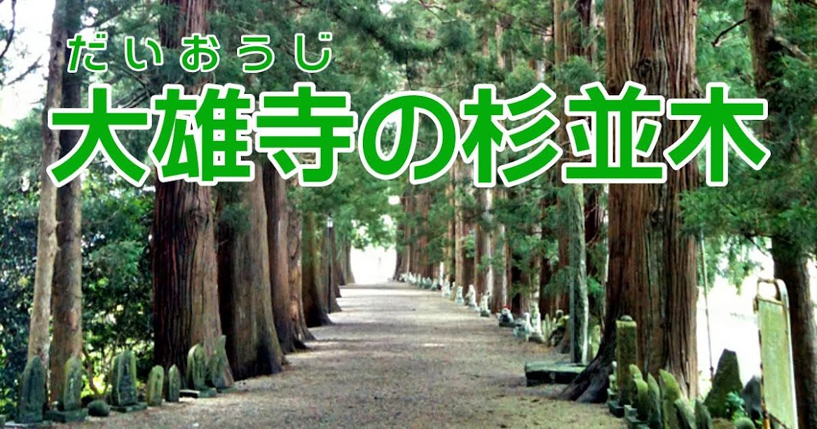 大雄寺の杉並木 大雄寺の杉並木