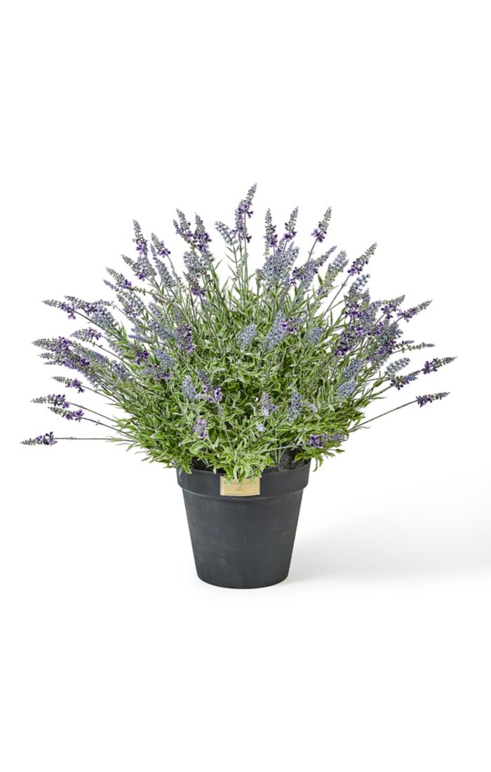 lavender urn filler 31 lavender urn filler 31