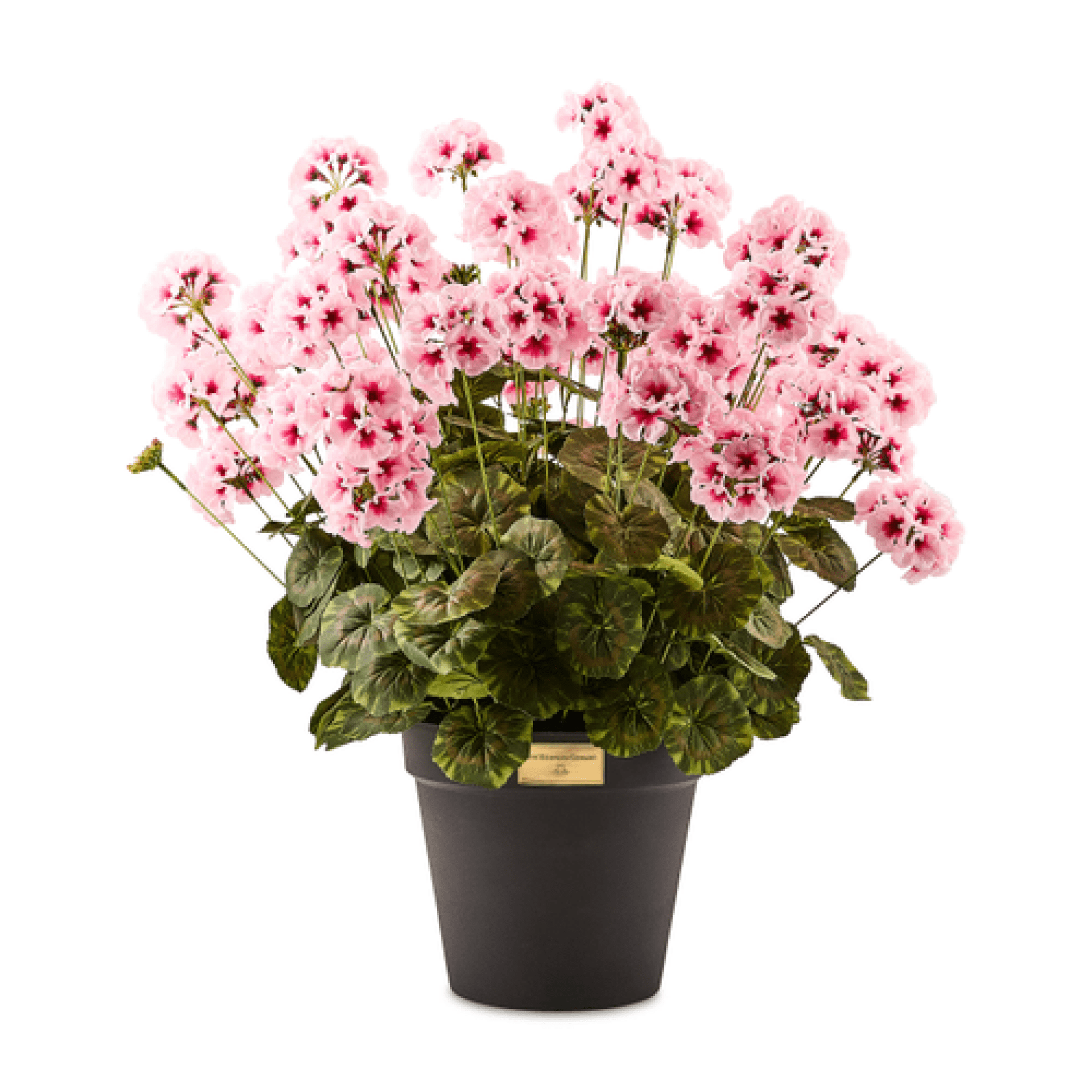 pink geranium urn filler 44 pink geranium urn filler 44