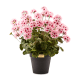 pink geranium urn filler 44 pink geranium urn filler 44