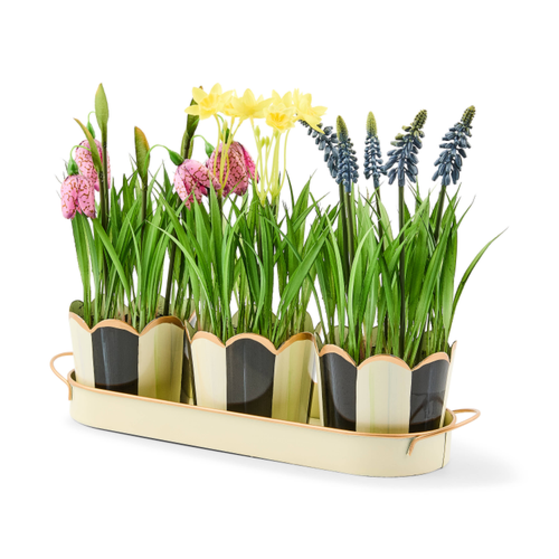 courtly stripe triple potted blooms 45 courtly stripe triple potted blooms 45