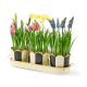 courtly stripe triple potted blooms 45 courtly stripe triple potted blooms 45