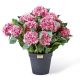 pink hydrangea urn filler 30 pink hydrangea urn filler 30