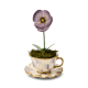 violet teacup pansy 58 violet teacup pansy 58