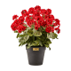 red geranium urn filler 47 red geranium urn filler 47