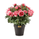 pink peony urn filler 48 pink peony urn filler 48