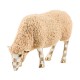 latte small sheep 42 latte small sheep 42
