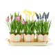 rosy stripe triple potted blooms 49 rosy stripe triple potted blooms 49