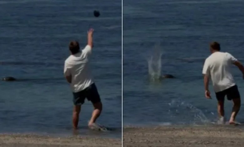 Tourist Charged After Rock Hits Endangered Monk Seal Tourist Charged After Rock Hits Endangered Monk Seal