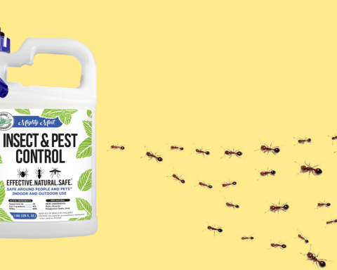 How Mighty Mint Saved My Summer from an Ant Invasion How Mighty Mint Saved My Summer from an Ant Invasion