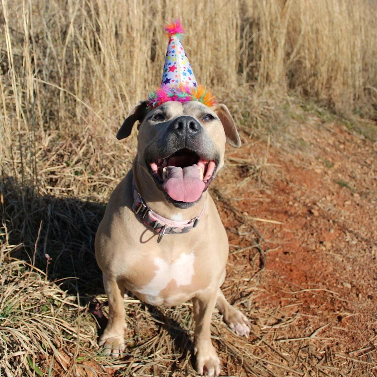 Armina the ‘warrior princess’ named cutest dog in the country. Meet her Armina the ‘warrior princess’ named cutest dog in the country. Meet her