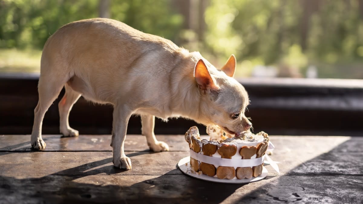 Assisted Living Residents Throw Senior Dog The Sweetest 18th Birthday Party Assisted Living Residents Throw Senior Dog The Sweetest 18th Birthday Party