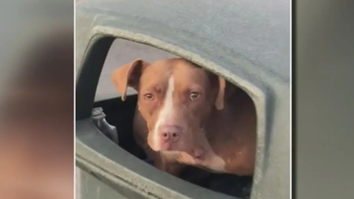 Detroit woman on the search for a wounded dog found in trash on social media Detroit woman on the search for a wounded dog found in trash on social media
