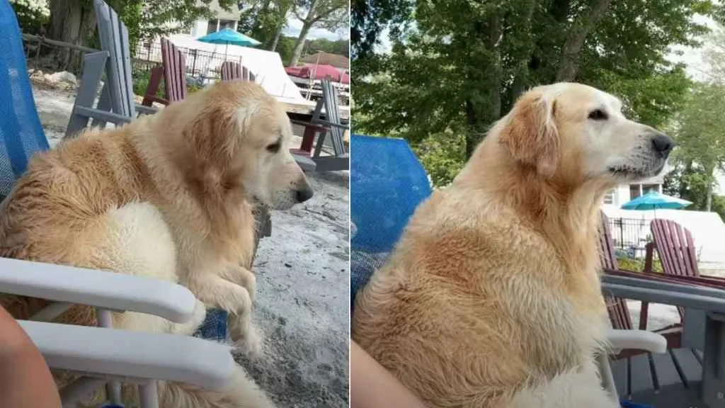 Owner Believes Dog Has ‘Grumpy Old Man’ Trapped in His Body Owner Believes Dog Has ‘Grumpy Old Man’ Trapped in His Body