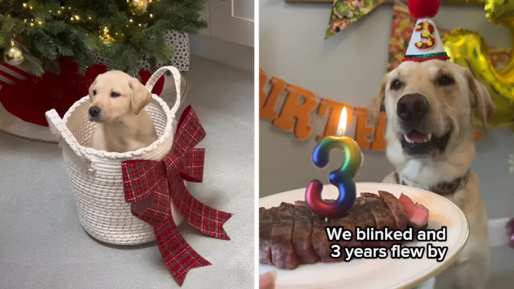 Owner Recalls Dog as ‘Tiny Potato in Christmas Basket’ in Heartwarming Birthday Tribute Owner Recalls Dog as ‘Tiny Potato in Christmas Basket’ in Heartwarming Birthday Tribute