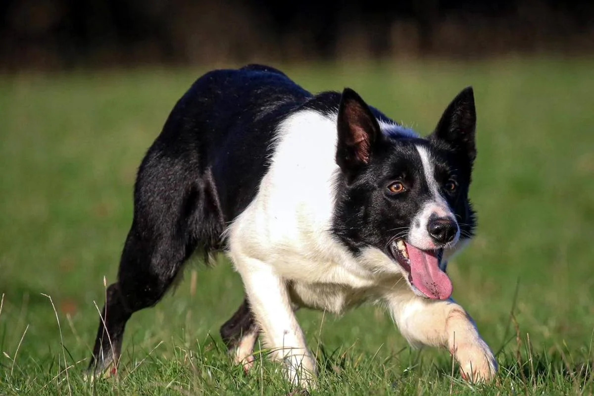 Top Welsh dog among best ever sold at breed sale with price of nearly £12,000 Top Welsh dog among best ever sold at breed sale with price of nearly £12,000