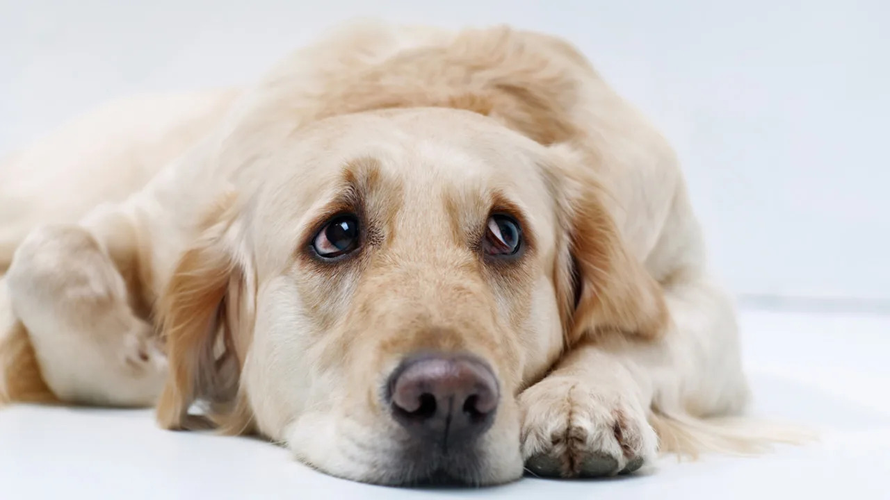 Golden Retriever Acts Like a ‘Drama Queen’ After Stubbing Her Paw and It’s Oscar-Worthy Golden Retriever Acts Like a ‘Drama Queen’ After Stubbing Her Paw and It’s Oscar-Worthy