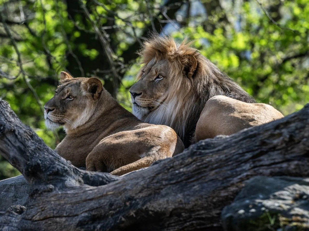 Horrified tourists watch as Bangkok zookeeper mauled and eaten by lions Horrified tourists watch as Bangkok zookeeper mauled and eaten by lions