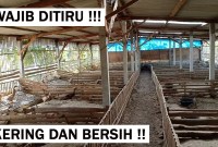 Tips Membuat Kandang Bebek Petelur yang Nyaman dan Berkualitas Tips Membuat Kandang Bebek Petelur yang Nyaman dan Berkualitas