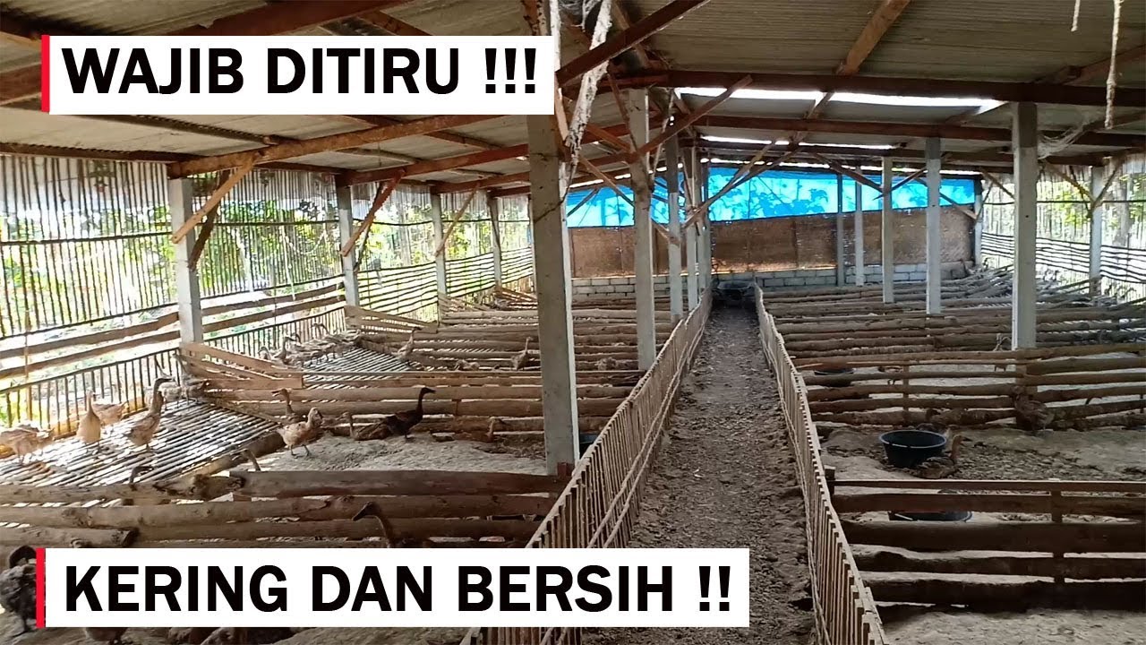 Tips Membuat Kandang Bebek Petelur yang Nyaman dan Berkualitas Tips Membuat Kandang Bebek Petelur yang Nyaman dan Berkualitas