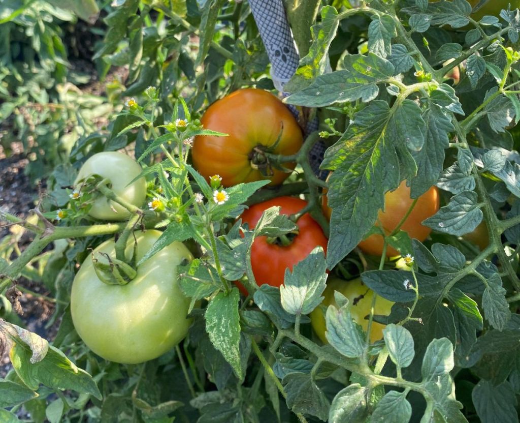 Use these tomato care tips to get the best home-grown tomatoes Use these tomato care tips to get the best home-grown tomatoes