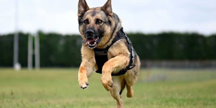 Burglar with sword attempted to steal Porsche in Wellington Burglar with sword attempted to steal Porsche in Wellington