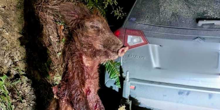 Pig Carcass Found on Pole at Waipori Falls Pig Carcass Found on Pole at Waipori Falls