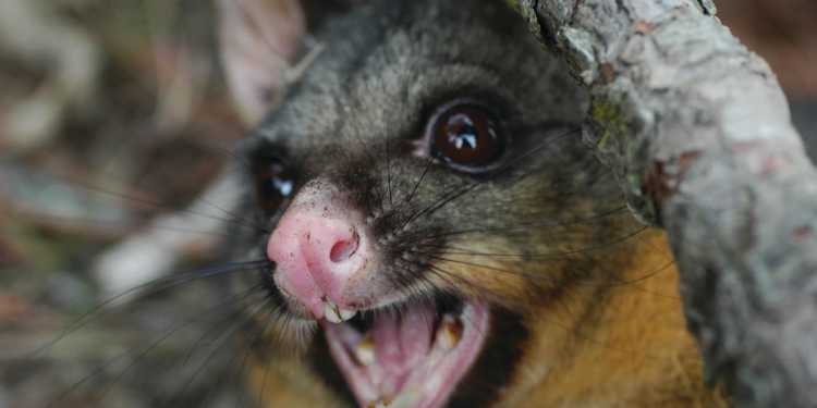 Woodville: Dead possum in drinking water wasn’t disclosed, Tararua council employee gets written warning Woodville: Dead possum in drinking water wasn’t disclosed, Tararua council employee gets written warning
