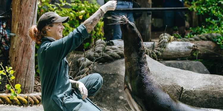 Auckland Zoo closes marine habitat after last fur seal leaves Auckland Zoo closes marine habitat after last fur seal leaves