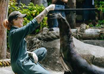 Auckland Zoo closes marine habitat after last fur seal leaves Auckland Zoo closes marine habitat after last fur seal leaves
