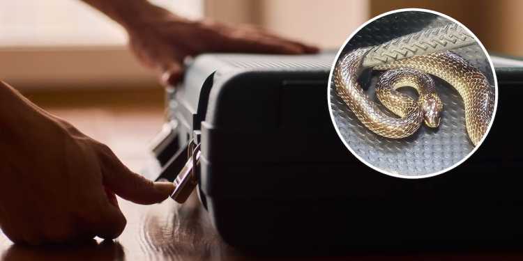 Snake found in Christchurch traveller’s luggage after holiday in Bali Snake found in Christchurch traveller’s luggage after holiday in Bali
