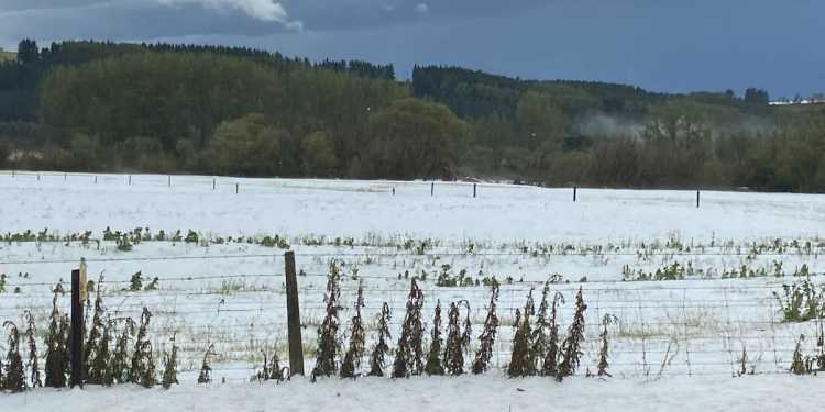 MetService issues thunderstorm and heavy rain warning for South Island MetService issues thunderstorm and heavy rain warning for South Island