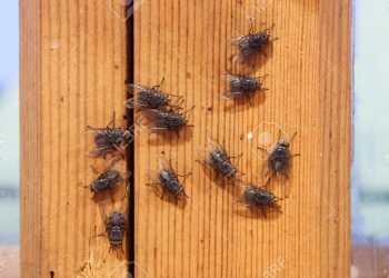 Auckland tenants to pay ,000 for rental home damage Auckland tenants to pay ,000 for rental home damage