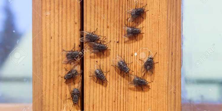 Auckland tenants to pay ,000 for rental home damage Auckland tenants to pay ,000 for rental home damage