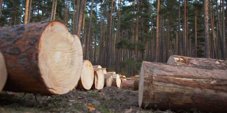 Two more Central Hawke’s Bay farms sold to overseas buyers for forestry Two more Central Hawke’s Bay farms sold to overseas buyers for forestry