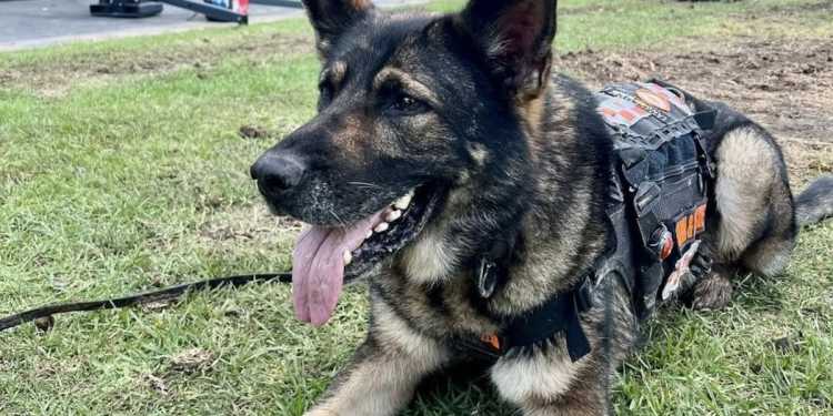 Mount Maunganui Slip: Kora and Handler Recognized for Search Efforts Mount Maunganui Slip: Kora and Handler Recognized for Search Efforts