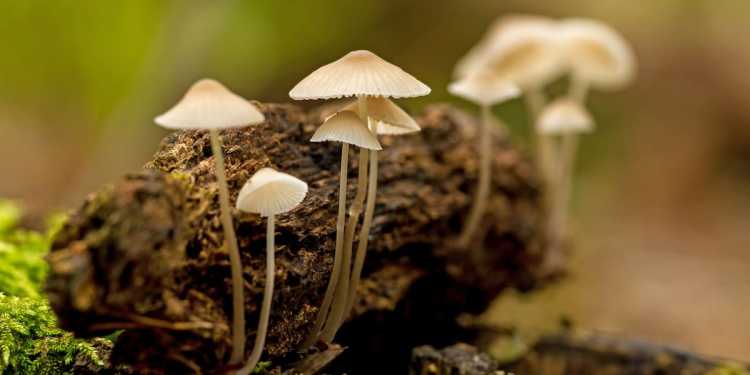 Freeman Lee Ruhe was high on magic mushrooms when he crashed vehicle with child on his lap Freeman Lee Ruhe was high on magic mushrooms when he crashed vehicle with child on his lap