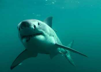 Diver bitten by shark thought to be a great white in Dusky Sound, Fiordland Diver bitten by shark thought to be a great white in Dusky Sound, Fiordland