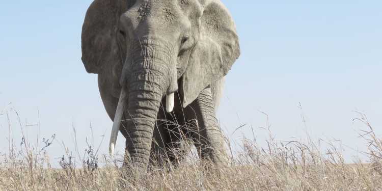 New Zealand tourist killed by charging elephant in Zambia New Zealand tourist killed by charging elephant in Zambia