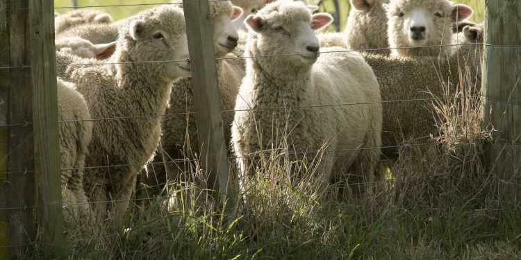 Farmers’ ‘extraordinary generosity’ boosted by price jump in Daffodil Day lamb sale Farmers’ ‘extraordinary generosity’ boosted by price jump in Daffodil Day lamb sale
