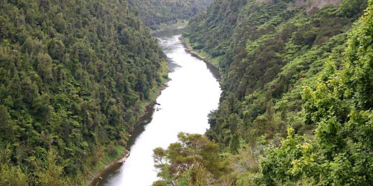 Three people, two dogs rescued from cable car over Whanganui River Three people, two dogs rescued from cable car over Whanganui River
