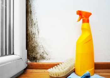 Tenancy Tribunal rules against Waihī landlord who failed to address leaky property’s mould issues Tenancy Tribunal rules against Waihī landlord who failed to address leaky property’s mould issues