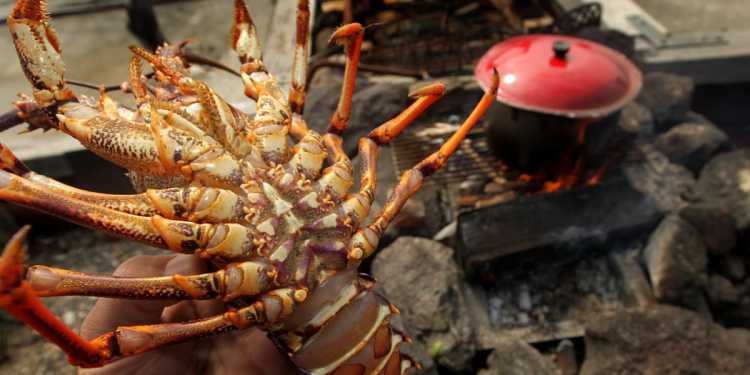 Shoplifter Hides Crayfish in Pants at Supermarket
Returns for Mud Cake After Shoplifting Shoplifter Hides Crayfish in Pants at Supermarket
Returns for Mud Cake After Shoplifting
