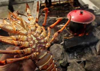 Shoplifter Hides Crayfish in Pants at Supermarket
Returns for Mud Cake After Shoplifting Shoplifter Hides Crayfish in Pants at Supermarket
Returns for Mud Cake After Shoplifting
