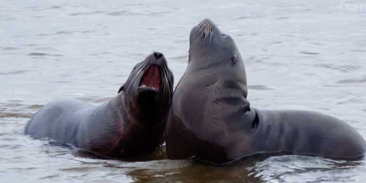 Three sea lions fatally shot in mouth in Waitaki River, Ōamaru, as police search for culprits Three sea lions fatally shot in mouth in Waitaki River, Ōamaru, as police search for culprits