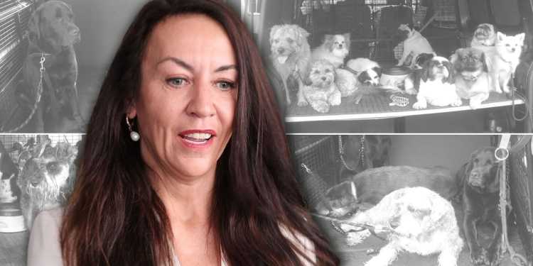 Auckland Dog Daycare Fined 3,000 for RMA Violations Auckland Dog Daycare Fined 3,000 for RMA Violations